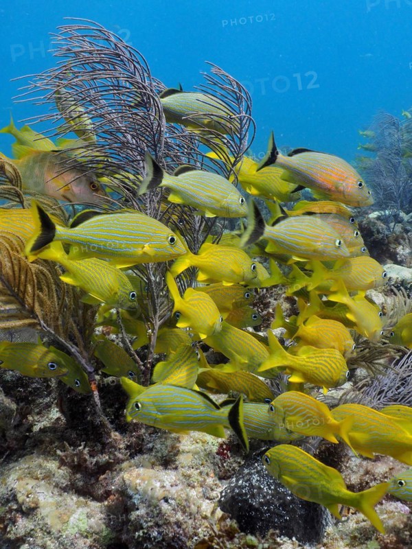 A shoal of yellow French grunts (Haemulon flavolineatum) and bluestriped grunt (Haemulon sciurus) moving through a coral reef, dive site John Pennekamp Coral Reef State Park, Key Largo, Florida Keys, Florida, USA