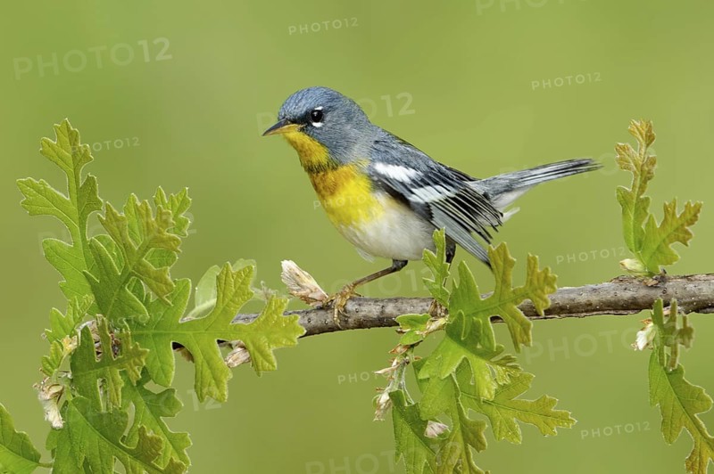 Northern Parula (Setophaga americana), Texas, USA