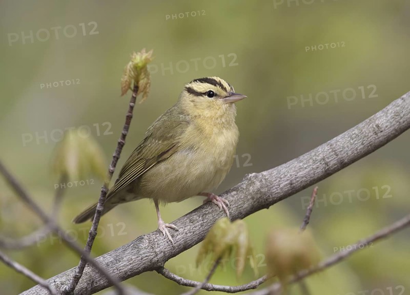Worm-eating Warbler (Helmitheros vermivorum), Ohio, USA