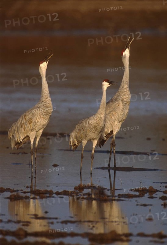 Sandhill Crane (Antigone canadensis), New Mexico, USA