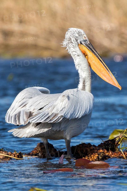 Dalmatian Pelican (Pelecanus crispus), Romania