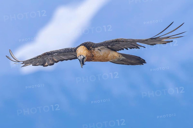Bearded Vulture (Gypaetus barbatus) flying, Italy