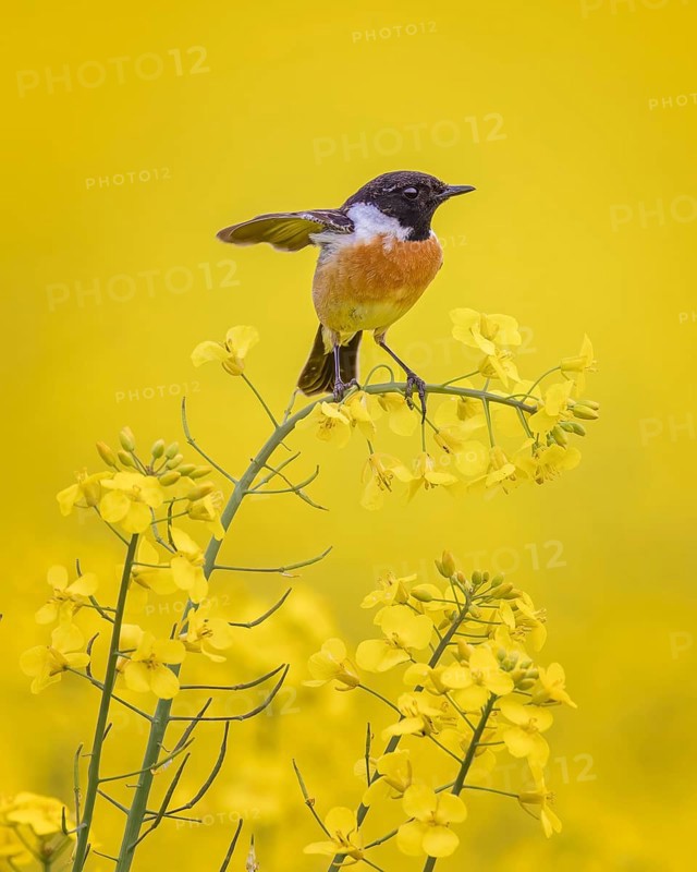 European Stonechat (Saxicola rubicola) male perched in a rape field, Saxony-Anhalt, Germany