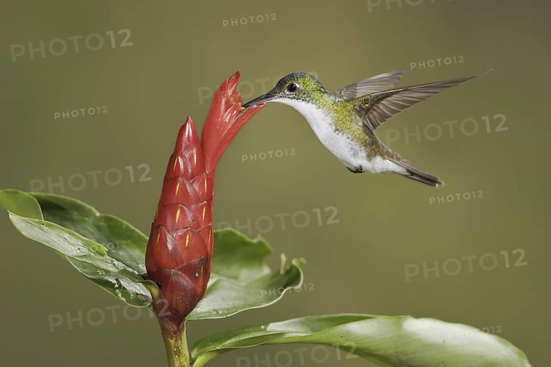 Andean Emerald (Amazilia franciae), Ecuador