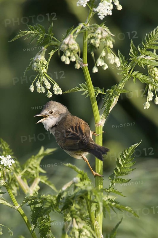 Common Whitethroat (Sylvia communis) singing, Lower Saxony, Germany