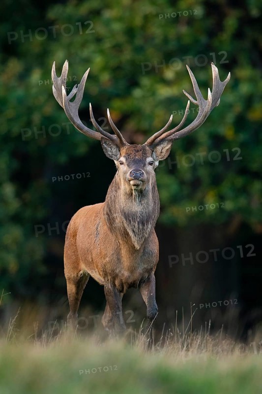 Red deer (Cervus elaphus) with heavy antlers in rut, Klamptenborg, Copenhagen, Denmark