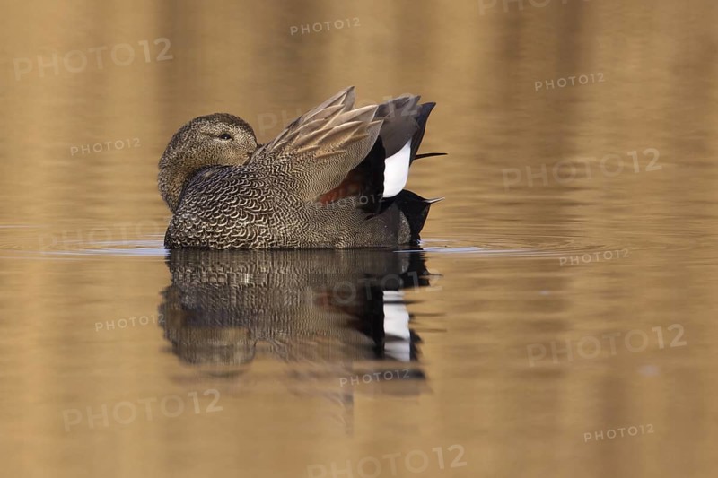 Gadwall (Mareca strepera), Utrecht, Netherlands