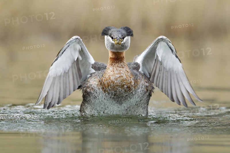 Red-necked Grebe (Podiceps grisegena), British Columbia, Canada
