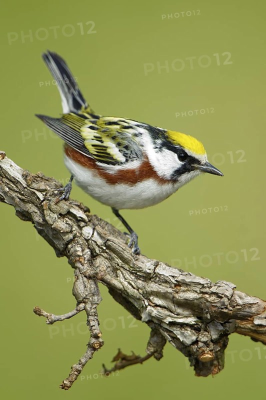 Chestnut-sided Warbler (Setophaga pensylvanica), Texas, USA