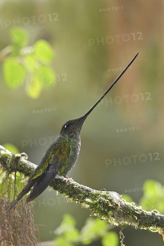Sword-billed Hummingbird (Ensifera ensifera), Ecuador