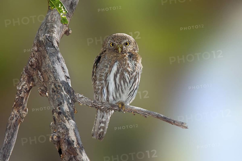Northern Pygmy-Owl Glaucidium gnoma Huachuca Mountains, Cochise County, Arizona, United States 4 June Adult Strigidae