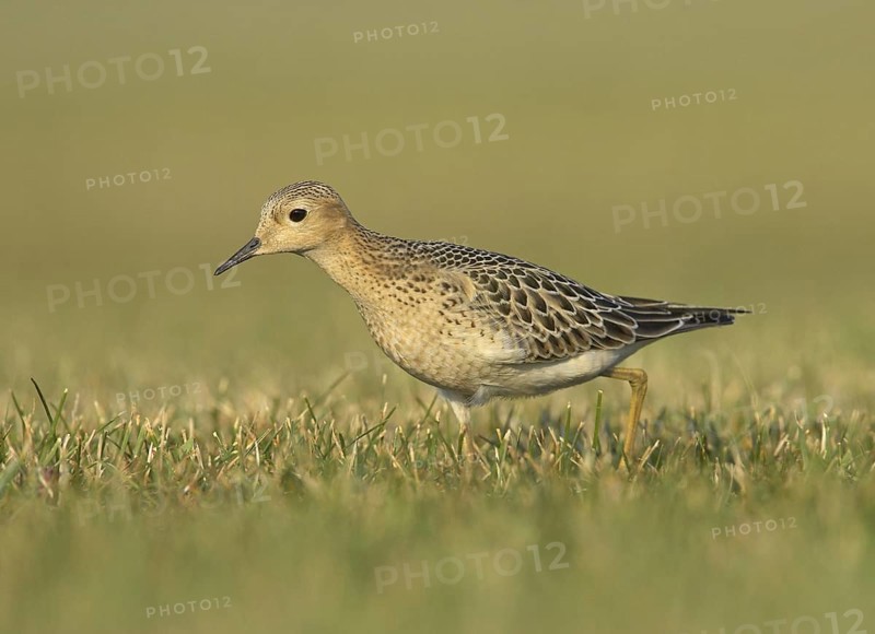 Buff-breasted Sandpiper (Calidris subruficollis), Ohio, USA