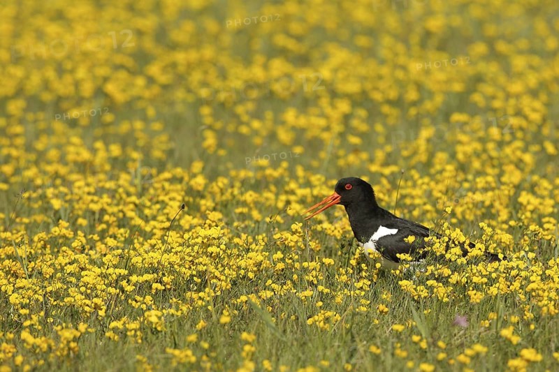 Eurasian Oystercatcher (Haematopus ostralegus) calling, Texel, Netherlands