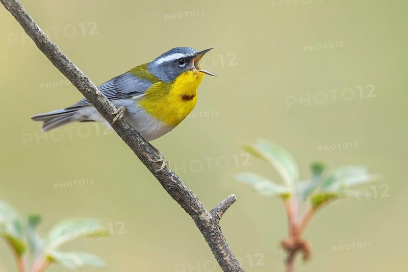 Crescent-chested Warbler (Oreothlypis superciliosa) perched on a branch in Oaxaca, Mexico