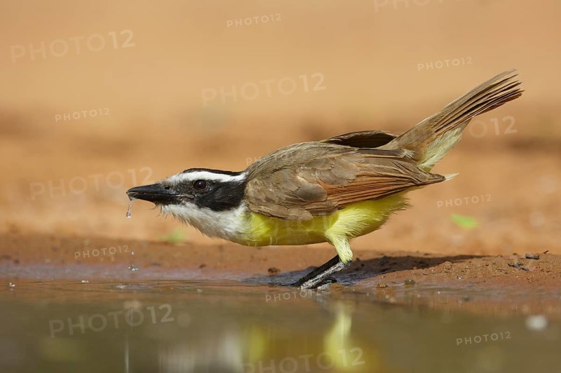 Great Kiskadee (Pitangus sulphuratus), Texas, USA