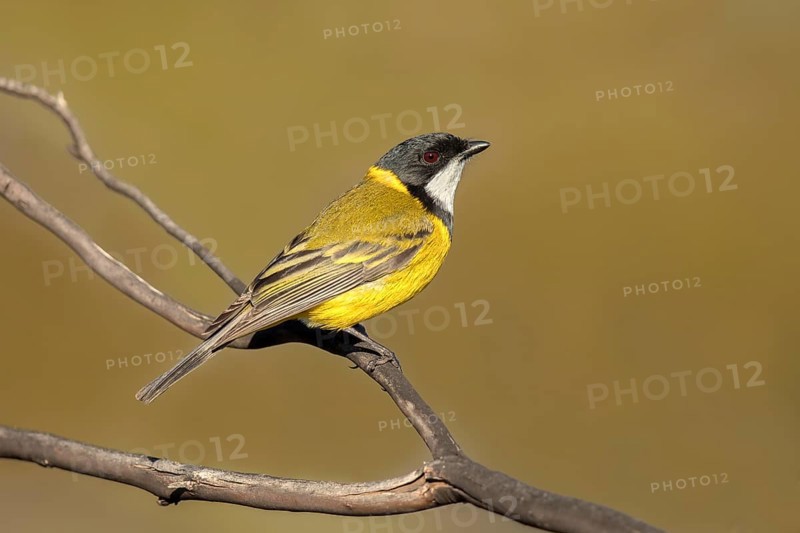 Australian Golden Whistler (Pachycephala pectoralis) male, South Australia, Australia