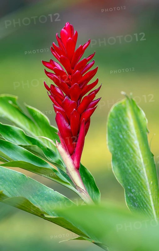 Red ginger lily (Alpinia purpurata), red flower, Bigodi, Uganda
