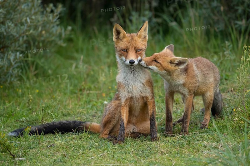 Red Fox (Vulpes vulpes) mother with young in grassland, Netherlands