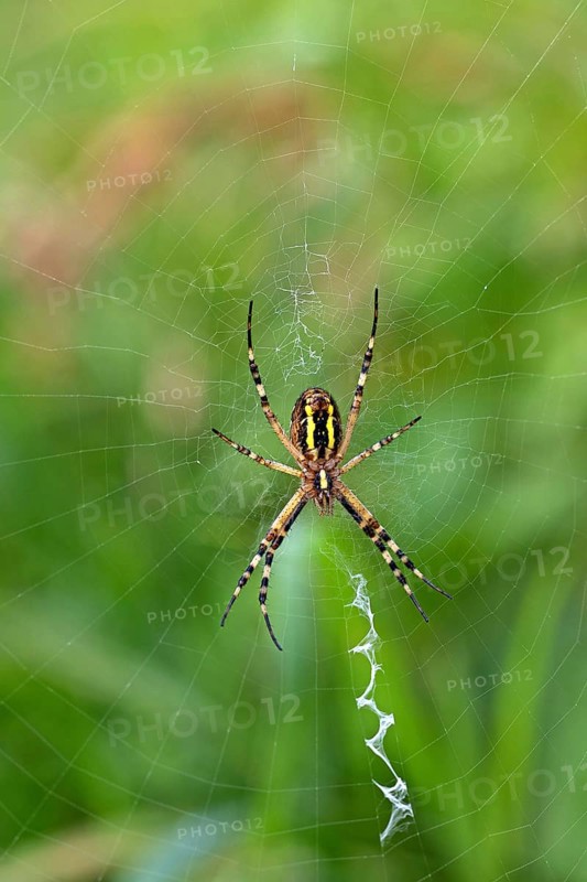 Wasp spider, animals, insects, spider, (Argiope bruennichi), spider web, wheel web spiders, arachnids, zebra spider, Baden-Württemberg, Federal Republic of Germany