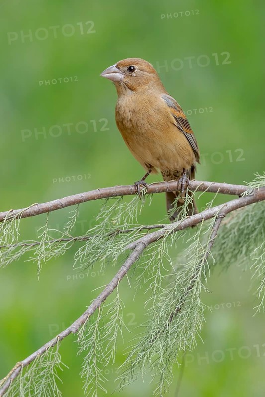 Blue Grosbeak (Passerina caerulea) female perched on a branch, Texas, USA