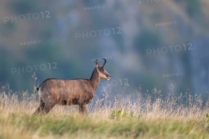 Chamois (Rupicapra rupicapra) on a meadow in the Vosges Mountains, wildlife, France