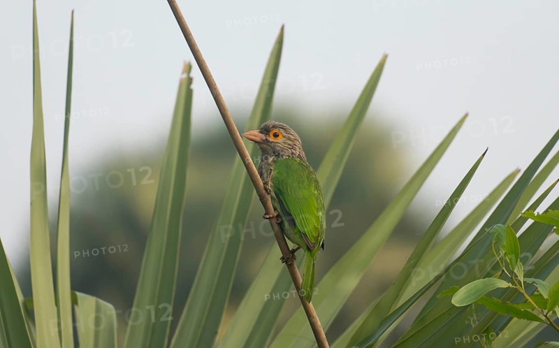 Brown-headed Barbet (Psilopogon zeylanicus) perched on a branch in a tropical garden, Sreepur, Gazipur, Bangladesh