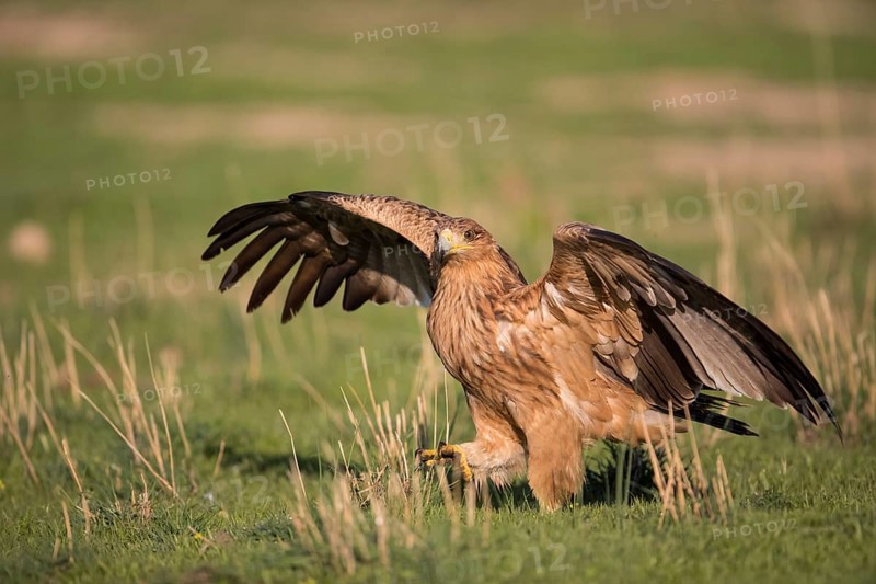 Juvenile Iberian Eagle (Aquila adalberti), Spanish imperial eagle, Extremadura, Castilla La Mancha, Spain