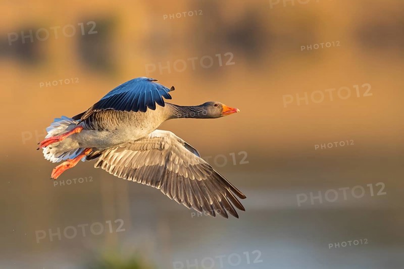 Greylag goose, Anser Anser, flight photo, lateral, Wagbachniederung, Baden-Württemberg, Germany