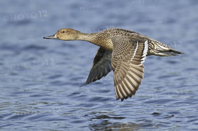 Northern Pintail (Anas acuta) female flying, British Columbia, Canada