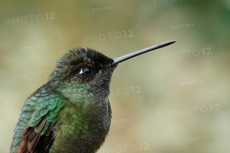 Rivoli's Hummingbird (Eugenes fulgens) male, Costa Rica