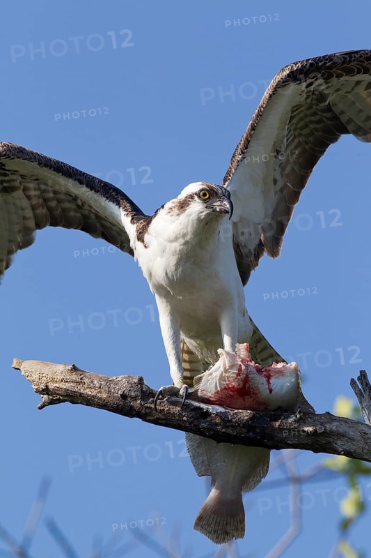 Western Osprey (Pandion haliaetus) feeding on fish prey on a branch, Florida, USA