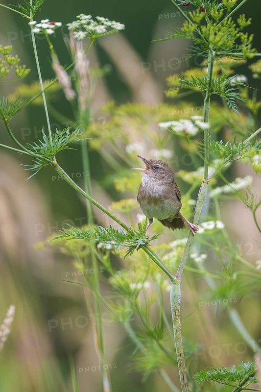River Warbler (Locustella fluviatilis) singing, Saxony, Germany