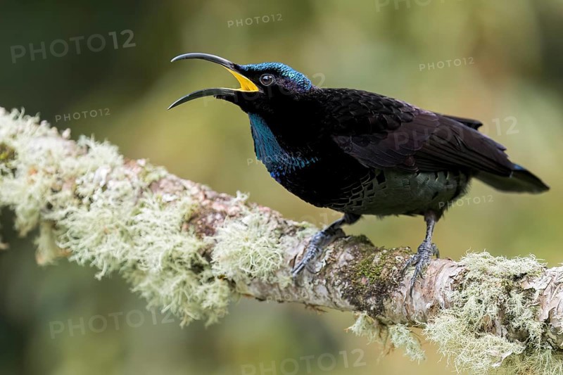 Paradise Riflebird (Ptiloris paradiseus) perched on a branch in eastern Australia