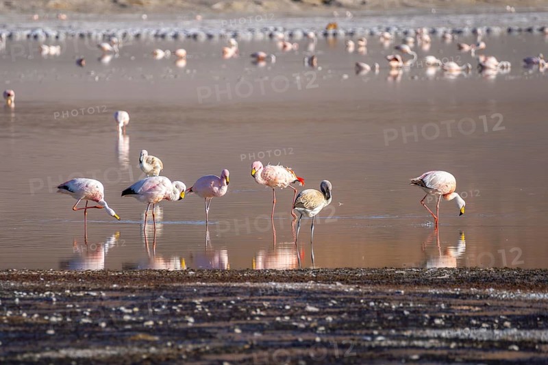 A serene scene of flamingos wading in the tranquil waters of Laguna Grande, Catamarca, Argentina. Their pink hues reflect beautifully in the water, capturing nature's elegance
