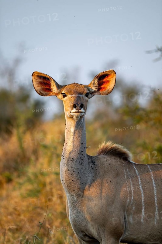 Greater kudu (Tragelaphus strepsiceros) in dry grass, adult female in evening light, alert, animal portrait, Kruger National Park, South Africa