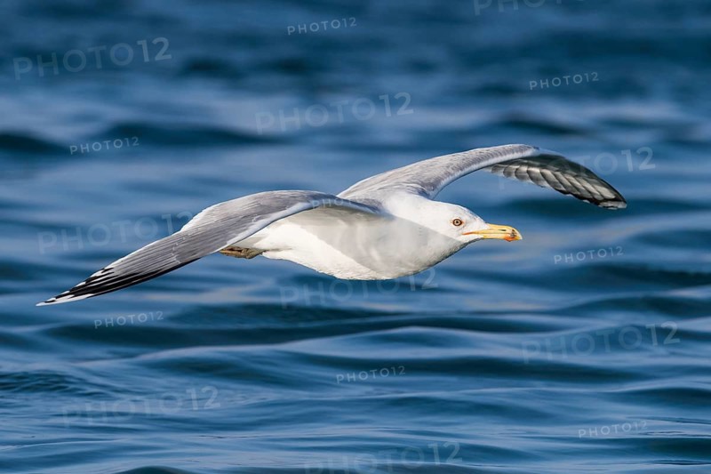 Caspian Gull (Larus cachinnans) flying, Eilat, Israel