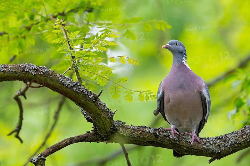 Wood pigeon, animals, birds, pigeon, pigeon family, (Columba palumbus), Pigeon ramier, Mannheim, Baden-Württemberg, Federal Republic of Germany