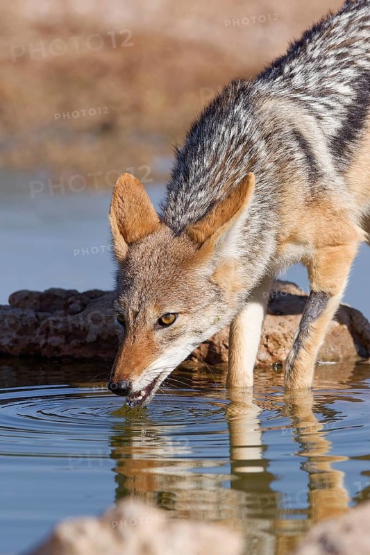 Black-backed jackal (Lupulella mesomelas), adult animal, reflected in the water, drinking at a waterhole, Kgalagadi Transfrontier Park, Northern Cape, South Africa