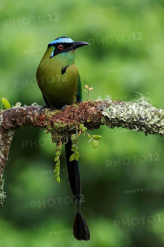 Andean / Highland Motmot (Momotus aequatorialis) perched on a branch in the Andes Mountains of Colombia