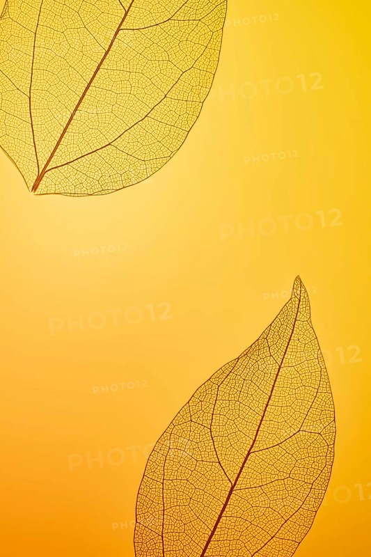Close-up of intricate leaf skeletons set against a warm amber background. The delicate veining pattern creates a textured, artistic impression, showcasing natureâ€™s detailed beauty