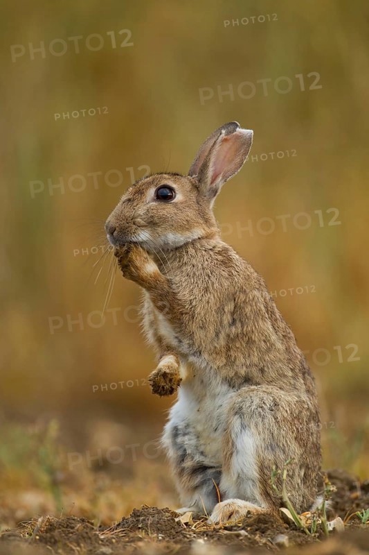 Rabbit (Oryctolagus cuniculus) adult animal in a farmland field in summer, England, United Kingdom