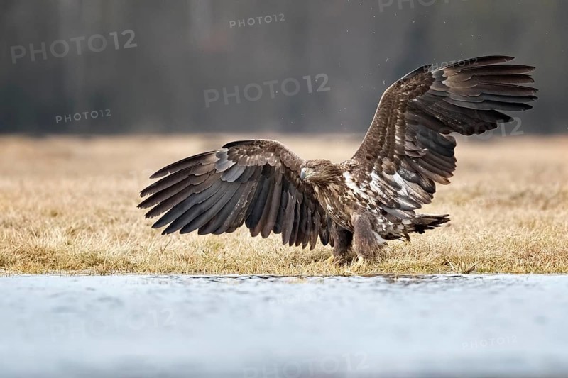 White-tailed Eagle (Haliaeetus albicilla) at an ice rink, Poland