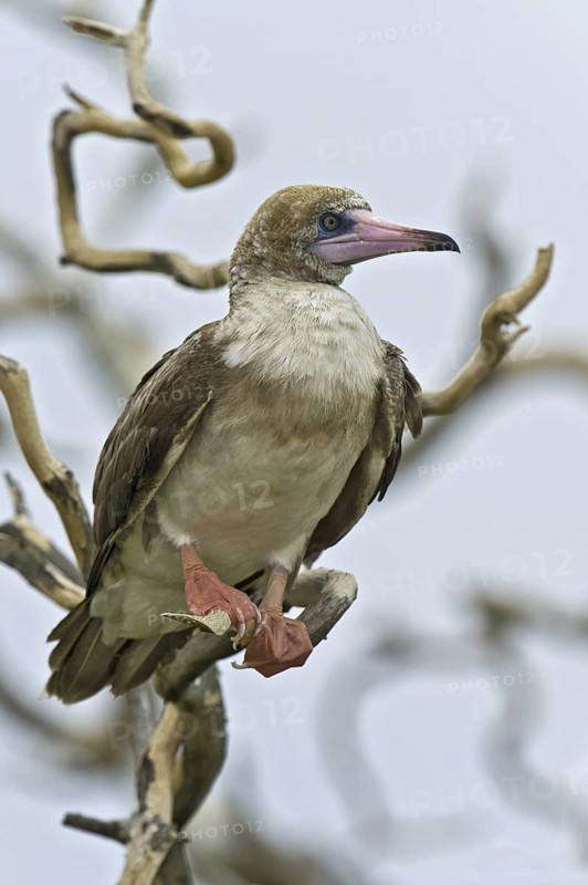 Red-footed Booby (Sula sula), Hawaii, USA