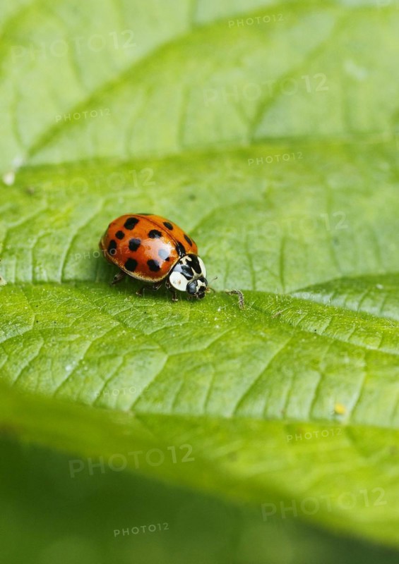 Asian lady beetle (Harmonia axyridis), multicoloured or harlequin ladybird on leaf, North Rhine-Westphalia, Germany