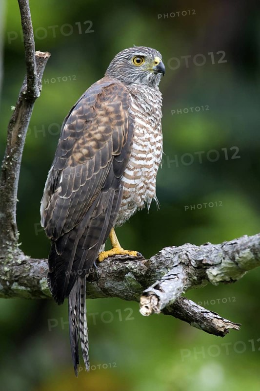 Variable Goshawk (Accipiter hiogaster), Christmas Island, Australia
