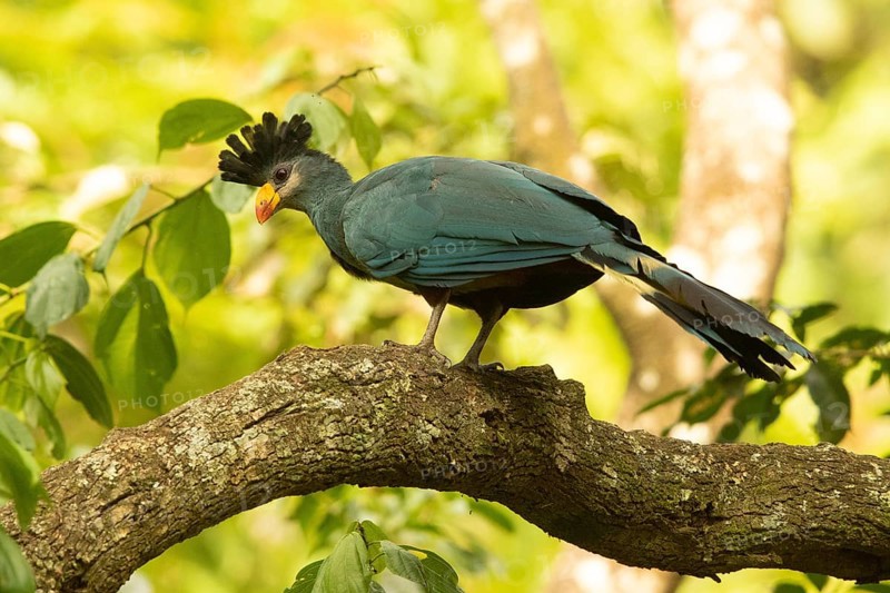 Great Blue Turaco (Corythaeola cristata), Kakamega Forest, Kenya