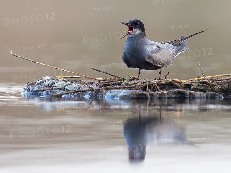 Black Tern (Chlidonias niger) calling, Mecklenburg-Western Pomerania, Germany
