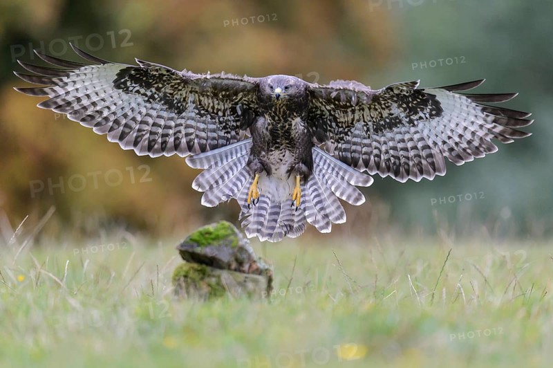Common Buzzard (Buteo buteo) flying, Lower Saxony, Germany