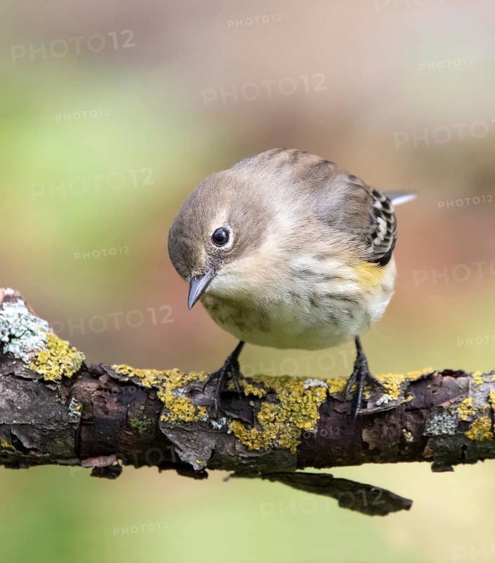 A fall plumage Yellow-rumped Warbler, Setophaga coronata, perched on a branch in the fall in Saskatoon, Saskatchewan