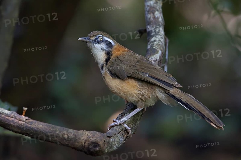 Lesser Necklaced Laughingthrush (Garrulax monileger), Thailand